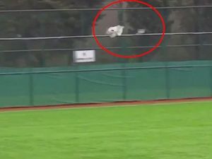 Video Malang! Momen Burung Camar Kegebok Bola di Liga Amatir Turki