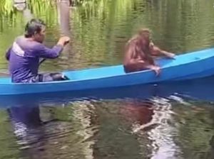 3 Tahun Sekolah Naik Perahu, Orang Utan Timtom Kini Bisa Bikin Sarang