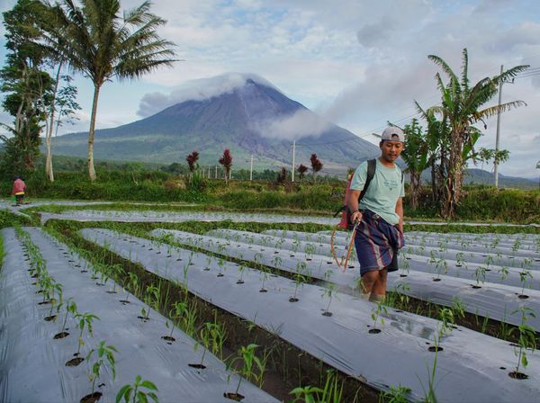 Musim Tanam Tiba, Petani Lumajang Kembali Tanam Cabai