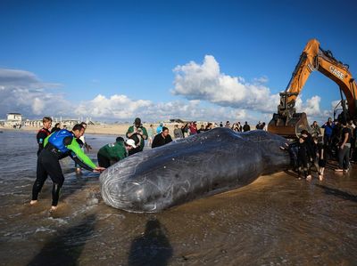 Paus Sperma Raksasa Ditemukan Mati di Pantai Selatan Israel