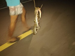 Ular Piton 3 Meter di Selayar Dibunuh Pakai Tombak Saat Mangsa Ayam