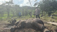 Diduga Terjebak Jerat Pemburu, Anak Gajah Tewas di Tesso Nilo