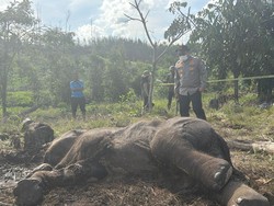Diduga Terjebak Jerat Pemburu, Anak Gajah Tewas di Tesso Nilo