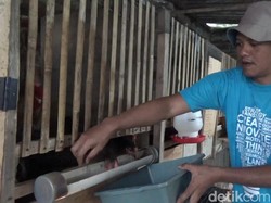 Sulap Limbah Jadi Pakan Maggot, Pemuda Ponorogo Hemat Biaya Ternak 65%