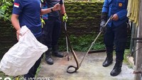 Damkar Boyolali Laris Manis, Seharian Evakuasi Ular hingga Biawak