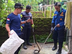 Damkar Boyolali Laris Manis, Seharian Evakuasi Ular hingga Biawak