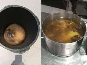 Hidangkan Trenggiling ke Turis, Resor di Malaysia Digrebek Polisi