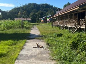 Nasib Warga di 21 Desa Perbatasan RI-Malaysia, Hidup Tanpa Listrik dan Sinyal