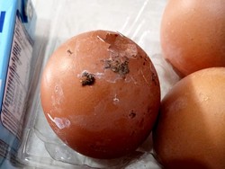 Warga Tulungagung Keluhkan Telur MBG Ada Kotoran Ayamnya