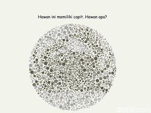 Bisa Temukan 4 Gambar Hewan? Harusnya Mudah Kalau Lolos Tes Buta Warna