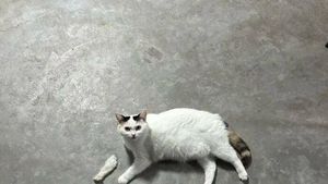 Foto yang Harus Dilihat Dua Kali, Baru Deh Ngeh