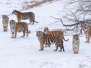 Baru Tahu, Harimau di China Juga Jalani Puasa untuk Kesehatan