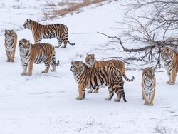 Baru Tahu, Harimau di China Juga Jalani Puasa untuk Kesehatan