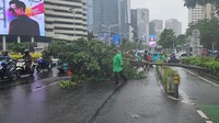 Ada Pohon Tumbang di Jl Sudirman, Kendaraan Hanya Bisa Lewat 1 Lajur