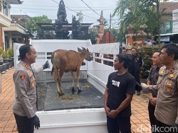 Ditawar Rp 3 Juta Tak Dilepas, Anak Sapi di Karangasem Dicuri Calon Pembeli