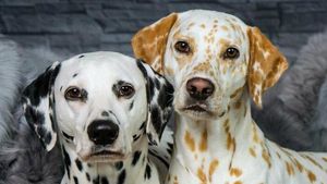 Keajaiban Warna Pudar 10 Hewan dengan Keunikan Genetik yang Menakjubkan