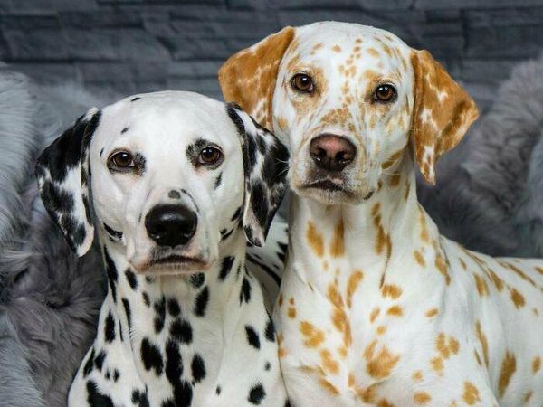 Keajaiban Warna Pudar 10 Hewan dengan Keunikan Genetik yang Menakjubkan