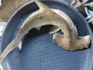 Penangkapan Hiu di Gresik Dinilai Ancam Populasi dan Ekosistem Laut