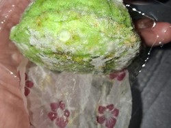 Menu MBG Anak TK di Pangandaran Berjamur, Ortu Resah