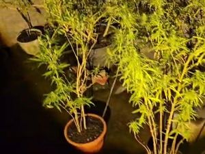 Pot Rumah Jadi Ladang Ganja Gegerkan Warga Plosoklaten Kediri
