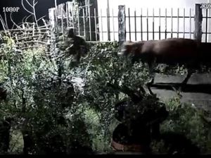 Maling 2 Sapi Limosin Milik Warga Leces Probolinggo Terekam CCTV