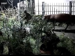 Maling 2 Sapi Limosin Milik Warga Leces Probolinggo Terekam CCTV