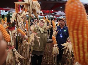 Jawa Timur menjadi provinsi berdaulat pangan dengan panen jagung 4,8 juta ton. Gubernur Kofifah dukung ketahanan pangan nasional.