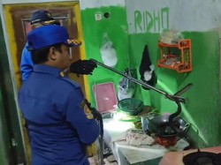 Sahur Mencekam Saat Rumah Roni Didatangi Tamu Ular Babi 1,2 Meter