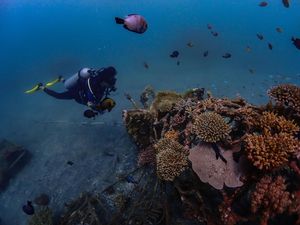 Terumbu Karang Teluk Pemuteran Pulih, Cuan Datang