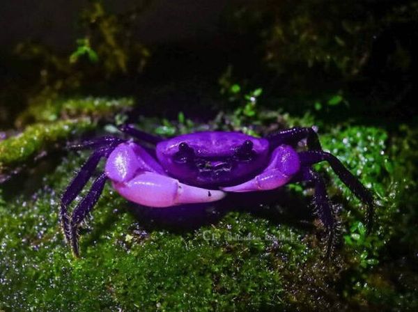 10 Hewan dengan Palet Warna Unik di Dunia