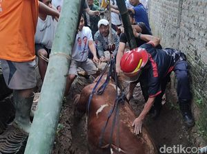 Sapi Limosin Nyemplung ke Septic Tank di Boyolali, Damkar Evakuasi
