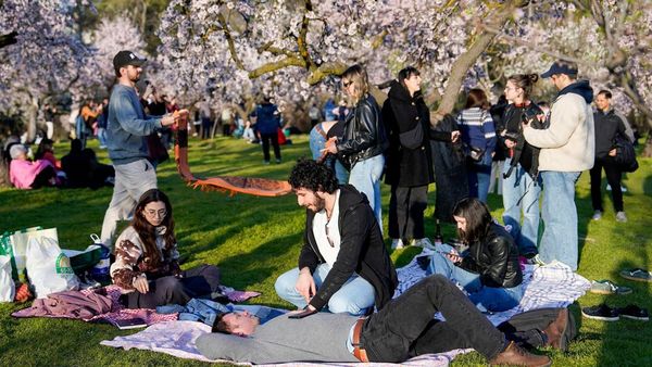 Hamparan Almond Mekar Warnai Musim Semi di Madrid