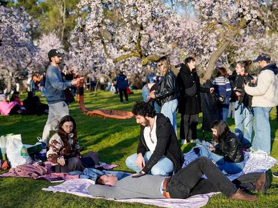 Hamparan Almond Mekar Warnai Musim Semi di Madrid