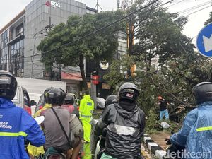 Macet di Surabaya Dampak Pohon Tumbang Saat Hujan Angin