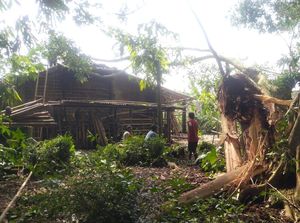 Beringin Tumbang di Tegalrejo Magelang, Timpa Dapur Warga