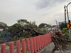 Pohon Tumbang Tutup Perlintasan Kereta Api di Surabaya