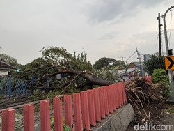 Pohon Tumbang Tutup Perlintasan Kereta Api di Surabaya