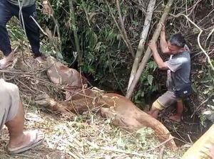Pilu Eman, Sapi Miliknya untuk Pendidikan Anak Berakhir Tragis