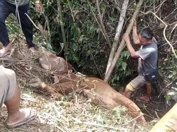 Pilu Eman, Sapi Miliknya untuk Pendidikan Anak Berakhir Tragis