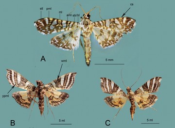 2 Spesies Baru Ngengat Teridentifikasi, Ditemukan di Sulawesi dan Papua