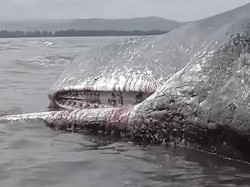 Bangkai Paus Sperma Ditemukan Terdampar di Pantai Kolaka