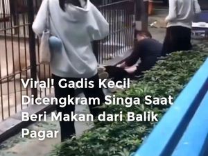 Video Viral! Gadis Kecil Dicengkeram Singa Saat Beri Makan dari Balik Pagar