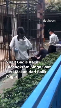 Video Viral! Gadis Kecil Dicengkeram Singa Saat Beri Makan dari Balik Pagar