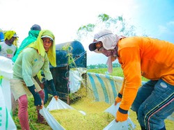 INDEF Sebut Produksi Pangan Terjaga, Sejumlah Komoditas Alami Surplus