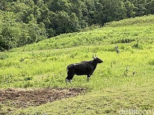Sejarah Banteng Jawa di Cagar Alam Pangandaran