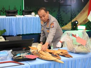 Video Polda Riau Ringkus Sindikat Pembunuh Gajah Tanpa Kepala