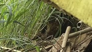 Macan Tutul Muncul di Tawangmangu, 42 Kamera Trap Dipasang di Gunung Lawu