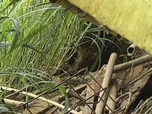 Macan Tutul Lawu Turun Gunung Teror Warga Sepanjang Tawangmangu