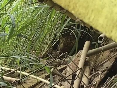 Macan Tutul Muncul di Tawangmangu, 42 Kamera Trap Dipasang di Gunung Lawu