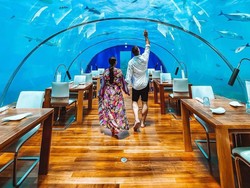 Makan Sambil Lihat Hiu dan Lava, Ini 5 Restoran Paling Unik di Dunia